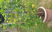 Photo submitted by guest of Batticapo di Ilaria