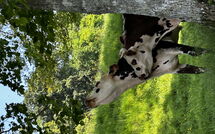 Photo submitted by guest of Les Prés Rousselins