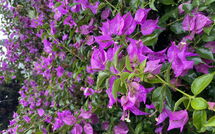 Photo submitted by guest of Can Pedro