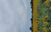 Photo submitted by guest of Il Viaggiolo