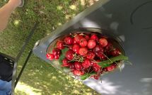 Photo submitted by guest of Cegliolo