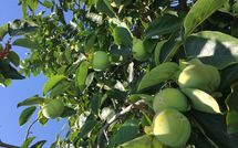 Photo submitted by guest of Guardistallo