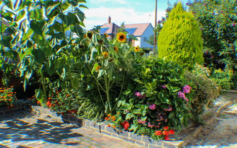 Goudhurst: Flower, Plant, Property, Cloud, Sky, Plant Community, Natural Landscape, Vegetation, Grass, Biome