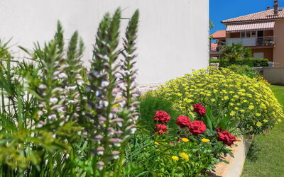 Medulin 111: Flower, Plant, Building, Plant Community, Window, Terrestrial Plant, House, Wall, Grass, Shrub