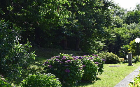 La Romantica: Green, Leaf, Shrub, Garden, Groundcover, Spring, Woody Plant, Landscaping, Botanical Garden, Hedge