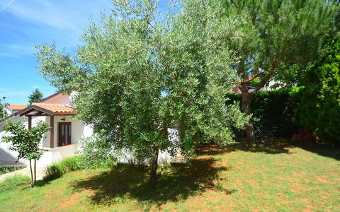 Dunja: Tree, Property, Plant, Woody Plant, Real Estate, House, Home, Land Lot, Flower, Shrub
