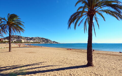 Jeroni Pau: Water, Sky, Daytime, Plant, Blue, Azure, Tree, Beach, Vegetation, Coastal And Oceanic Landforms
