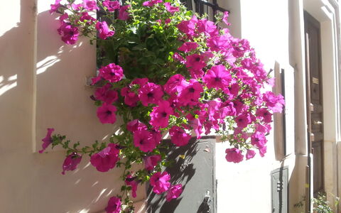Diamonds & Rust: Flower, Plant, Pink, Flowerpot, Magenta, Bougainvillea, Flowering Plant, Balcony, Houseplant, Architecture