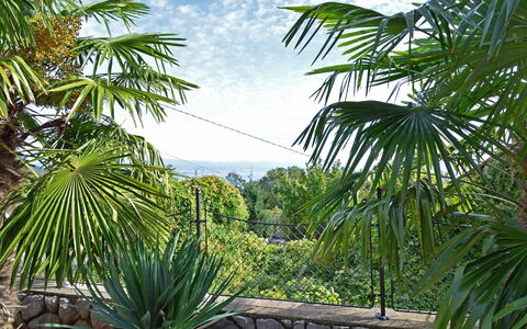 Villa Karolina: Vegetation, Tree, Palm Tree, Arecales, Desert Palm, Sabal Palmetto, Plant, Woody Plant, Botany