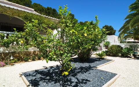El Palmeral: Plant, Sky, Plant Community, Road Surface, Tree, Land Lot, Urban Design, Landscape, Grass, Asphalt