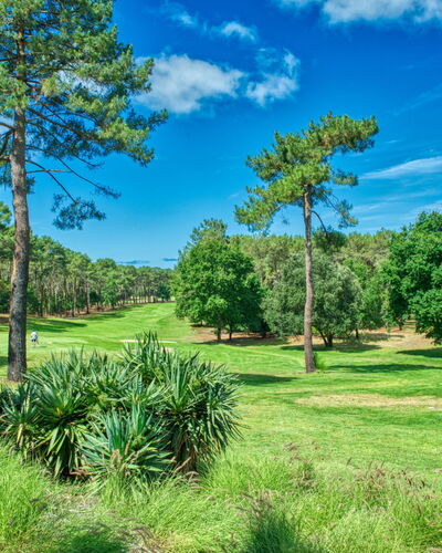 Marina de Talaris: Woody Plant, Garden, Plantation, Park, Botanical Garden, Landscaping, Evergreen