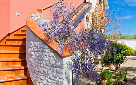 Majda: Wall, Lavender, Flower, Plant, Purple, Spring, Tree, Architecture, Real Estate, House