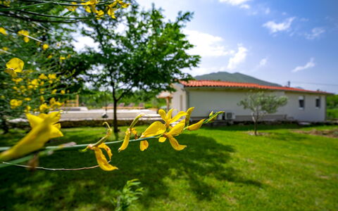 Jozo: Yellow, Nature, Green, Flower, Grass, Tree, Plant, Lawn, Spring, Leaf