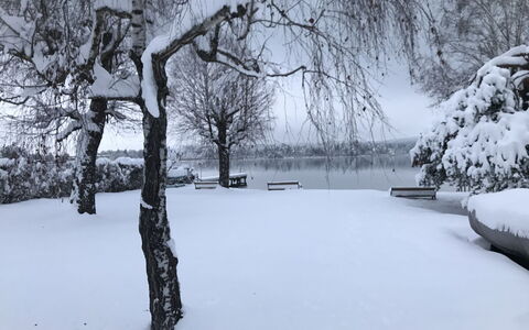 Seehaus Blue Faak: Snow, Natural Landscape, Twig, Branch, Water, Freezing, Tree, Trunk, Black-And-White, Wood