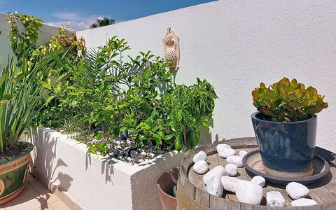 Fréjus 540: Flowerpot, Houseplant, Garden, Herb, Vase, Courtyard