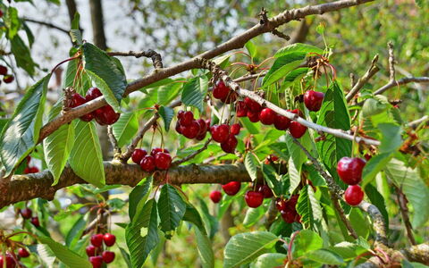 Tanja: Flowering Plant, Flower, Plant, Tree, Fruit, Woody Plant, Food