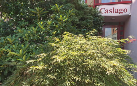 Caslano 400: Tree, Plant, Flower, Vegetation, Woody Plant, Shrub, Grass, Flowering Plant, Evergreen