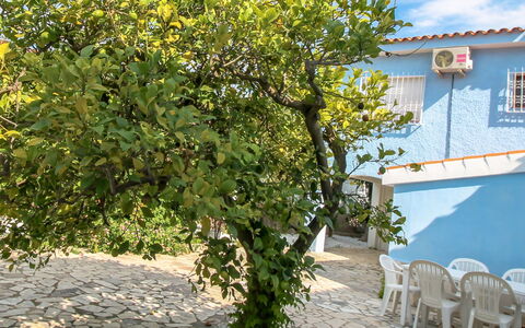 Alan: Plant, Blue, Sky, Branch, Yellow, Chair, Road Surface, Cloud, Vegetation, Flower