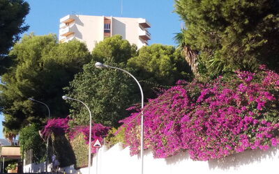 Duquesa de España