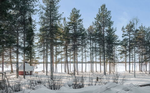 Ojala: Branch, Tree, Natural Environment, Winter, Wood, Snow, Freezing, Trunk, Forest