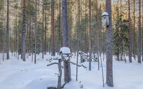 Rukanlumous 1: Branch, Snow, Natural Environment, Winter, Wood, Forest, Twig, Trunk, Freezing, Grove