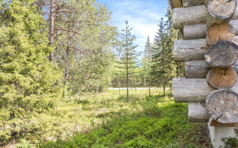 Costa Ruca: Tree, Natural Environment, Wood, Natural Landscape, Forest, Wilderness, Plant Community, Trunk, Woodland