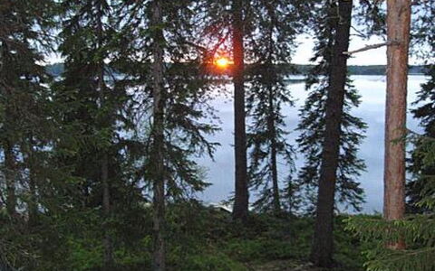Rantapuro: Tree, Wilderness, Forest, Trunk, Woodland, Larch, Northern Hardwood Forest, Nature Reserve