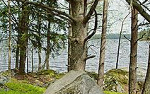 Mäntyniemi: Tree, Bank, House, Cottage, Lake, Pond, Forest, Log Cabin