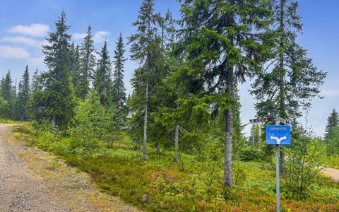Lupposyöte B1: Sky, Tree, Green, Natural Landscape, Wilderness, Forest, Cloud, Plant Community, Larch