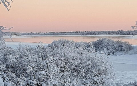 Pikkupöllö: Winter, Branch, Snow, Natural Landscape, Twig, Freezing, Frost, Ice