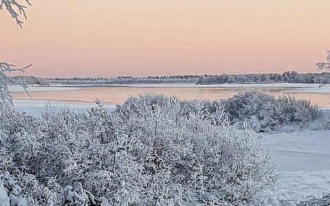Pikkupöllö: Winter, Branch, Snow, Natural Landscape, Twig, Frost, Freezing, Ice