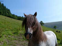 Llety y Coed