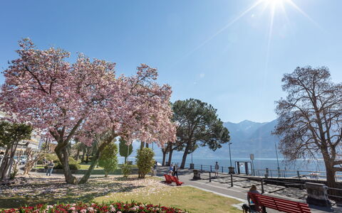 Sabrina App. 006: Flower, Plant, Sky, White, Nature, Tree, Street Light, Vegetation, Biome, Natural Landscape