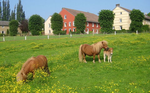 Bungalowpark Landsrade: Plant, Sky, Window, Green, Horse, Tree, Natural Landscape, Flower, Land Lot