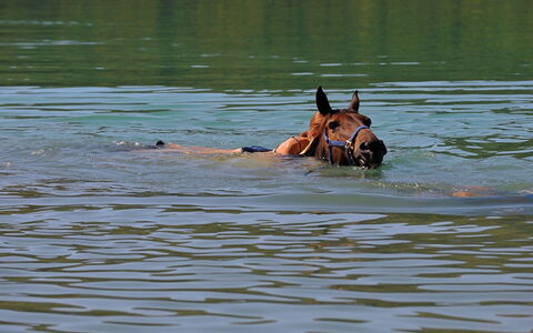 Klen 1: Water, Recreation, Horse, Wildlife, River, Fawn, Lake