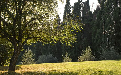 Villa Dorella Di Montaperti: Tree, Natural Landscape, Nature, Green, Vegetation, Grass, Natural Environment, Sky, Sunlight, Light