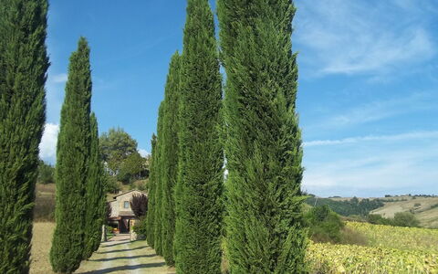 Podere Agnese: Tree, Thuya, Woody Plant, Plant, Biome, Red Juniper, Shrub, Cypress Family, River Juniper, Conifer