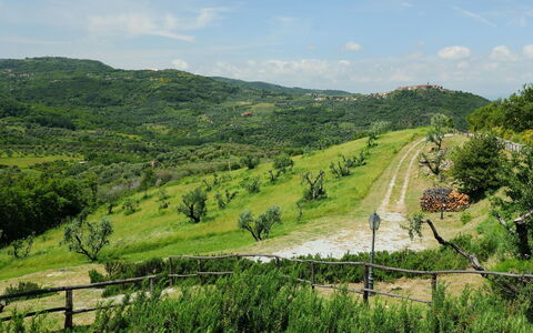 Podere dei Venti: Vegetation, Green, Hill, Natural Landscape, Rural Area, Nature Reserve, Highland, Tree, Road, Grass
