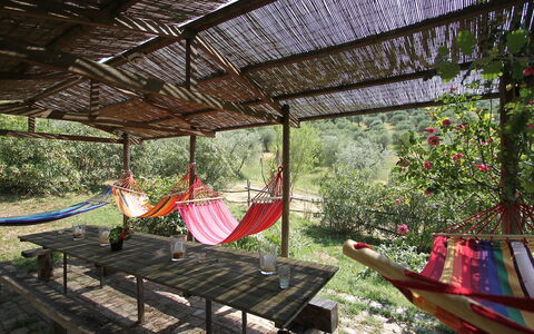 Grosseto 860: Tree, Botany, Architecture, House, Home, Leisure, Plant, Building, Backyard, Garden