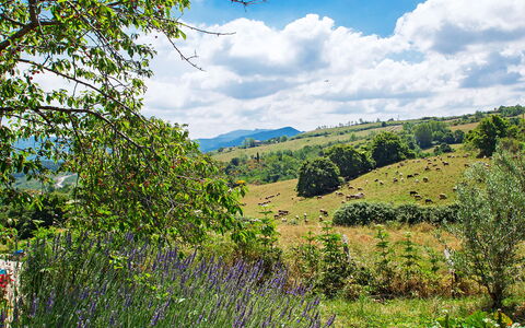 Arcidosso 800: Natural Landscape, Nature, Vegetation, Nature Reserve, Natural Environment, Wilderness, Tree, Hill, Sky, Meadow