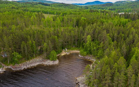 Kainalolahti: Tree, Natural Landscape, Forest, Bank, Landscape, Wilderness, Larch