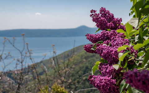 Stefi: Flower, Plant, Lilac, Purple, Flowering Plant, Spring, Tree, Lilac, Buddleia, Lilac