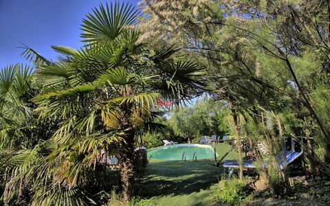 La Villa Di Ostra: Tree, Vegetation, Plant, Palm Tree, Woody Plant, Arecales, Plant Community, Botany, Grass, Leaf