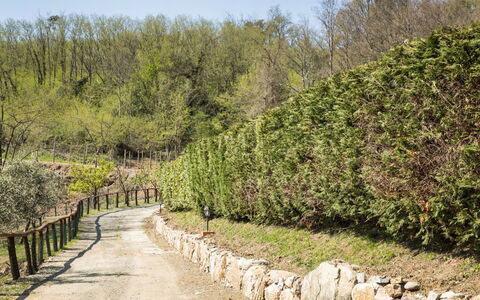 Cantiniere: Tree, Vegetation, Natural Landscape, Nature Reserve, Shrub, Plant, Wall, Plant Community, Botany, Biome