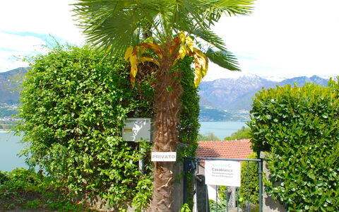 San Nazzaro 25: Tree, Vegetation, Palm Tree, Arecales, Plant, Woody Plant, Botany, Leaf, Shrub, Real Estate