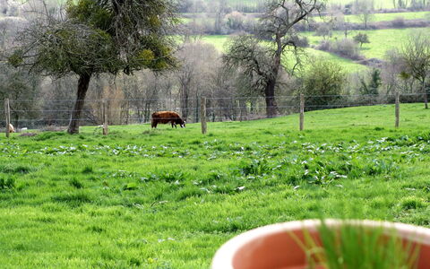 Les Écuries de Callenville: Plant, Plant Community, Flowerpot, Houseplant, Vertebrate, Green, Nature, Tree, Vegetation