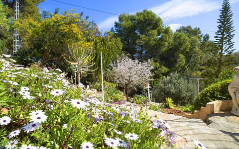 Lolita: Nature, Vegetation, Flower, Garden, Plant, Wildflower, Tree, Botany, Spring, Wilderness