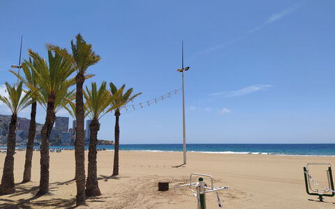 Las Palmeras: Beach, Tree, Sky, Palm Tree, Sea, Shore, Arecales, Vacation, Ocean, Sand