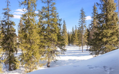 Nelikko a: Branch, Tree, Natural Environment, Snow, Winter, Wilderness, Forest, Freezing, Larch