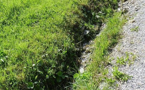 Majelas Heiti: Plant, Plant Community, Natural Landscape, Grass, Biome, Agriculture, Tree, Grassland, Groundcover